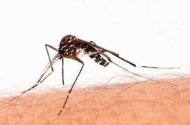 comment le paludisme se manifeste